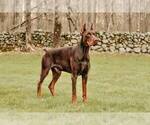 Small Photo #1 Doberman Pinscher Puppy For Sale in WARSAW, IN, USA