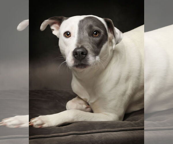 Medium Photo #2 American Pit Bull Terrier-Unknown Mix Puppy For Sale in Bellevue, WA, USA