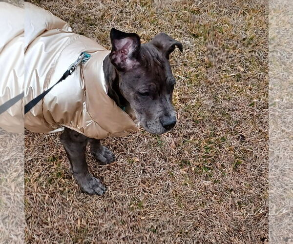 Medium Photo #6 Great Dane-Unknown Mix Puppy For Sale in Huntersville, NC, USA