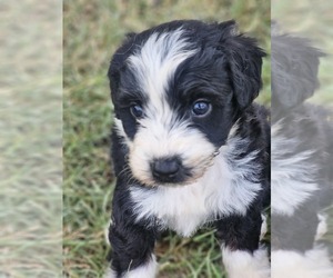 Aussie-Poo-Aussiedoodle Miniature Mix Puppy for sale in TAYLOR, TX, USA