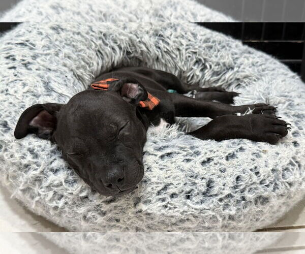 Medium Photo #3 Chihuahua-Chinese Shar-Pei Mix Puppy For Sale in Phoenix, AZ, USA