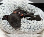 Small #2 Chihuahua-Chinese Shar-Pei Mix