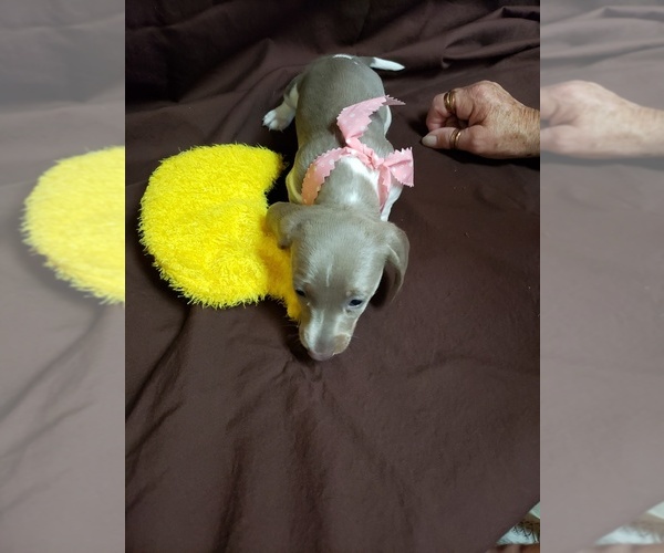Medium Photo #2 Dachshund Puppy For Sale in YORKTOWN, TX, USA