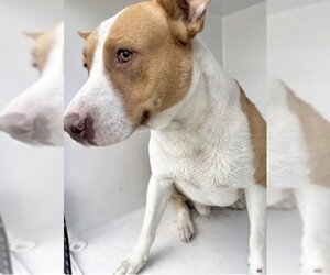 Mutt Dogs for adoption in Houston, TX, USA