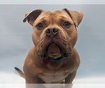 Small #5 American Staffordshire Terrier-Bulldog Mix