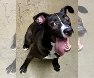Gamora and Nebula - Female Labrador Retriever-Unknown Mix Dog for Adoption - Photo #3