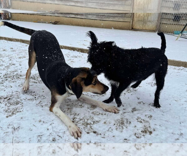 Medium Photo #21 Treeing Walker Coonhound-Unknown Mix Puppy For Sale in Germantown, OH, USA