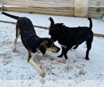 Small #20 Treeing Walker Coonhound Mix