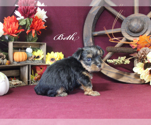 Medium Photo #1 Yorkshire Terrier Puppy For Sale in CHANUTE, KS, USA