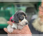 Small #9 American Foxhound-Beagle Mix