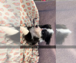Small #2 Australian Shepherd