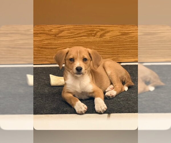 Medium Photo #2 Labrador Retriever-Unknown Mix Puppy For Sale in Genesee, WI, USA