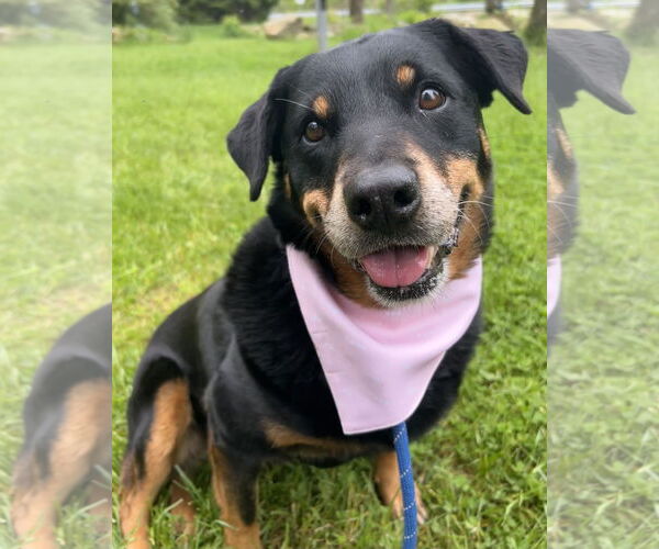 Medium Photo #2 Rottweiler Puppy For Sale in Rockaway, NJ, USA