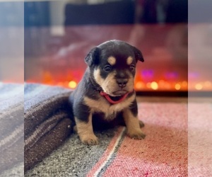 French Bulldog-Poodle (Miniature) Mix Litter for sale in GLENDALE, AZ, USA