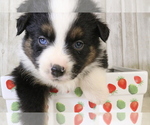 Small Photo #12 Miniature Australian Shepherd Puppy For Sale in STAFFORD, VA, USA