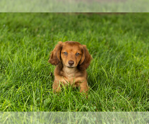 Dachshund Puppy for sale in BREMEN, IN, USA