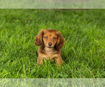 Small Dachshund