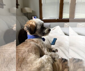 Shih Tzu-Unknown Mix Dogs for adoption in St. Louis Park, MN, USA