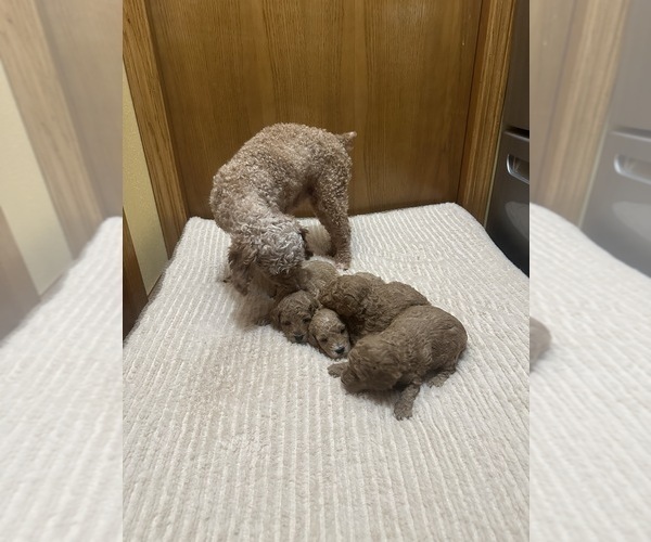Medium Photo #1 Poodle (Toy) Puppy For Sale in DUBUQUE, IA, USA