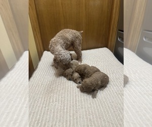 Mother of the Poodle (Toy) puppies born on 11/18/2025
