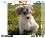 Small Photo #34 Schnoodle (Miniature) Puppy For Sale in GOSHEN, IN, USA
