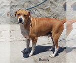 Small #1 American Pit Bull Terrier Mix