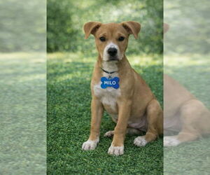 American Staffordshire Terrier-Unknown Mix Dogs for adoption in Wenonah, NJ, USA