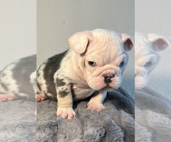Medium Photo #2 English Bulldog Puppy For Sale in NASHVILLE, TN, USA