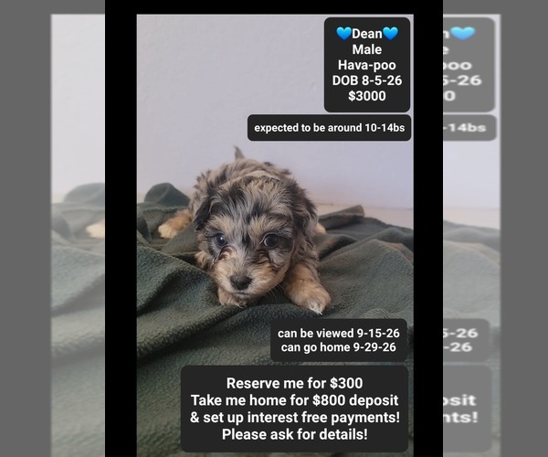 Medium Photo #1 Havapoo Puppy For Sale in TUCSON, AZ, USA