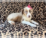 Small #3 Australian Shepherd