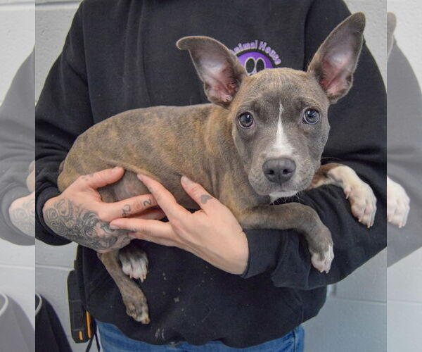 Medium Photo #3 American Staffordshire Terrier-French Bulldog Mix Puppy For Sale in Huntley, IL, USA