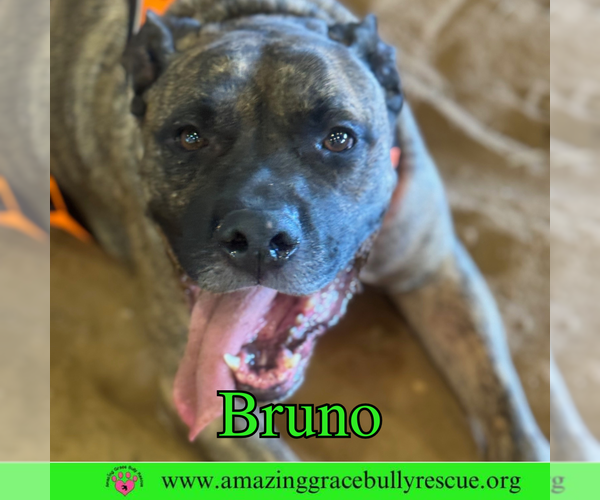 Medium Photo #4 Staffordshire Bull Terrier-Unknown Mix Puppy For Sale in Pensacola, FL, USA