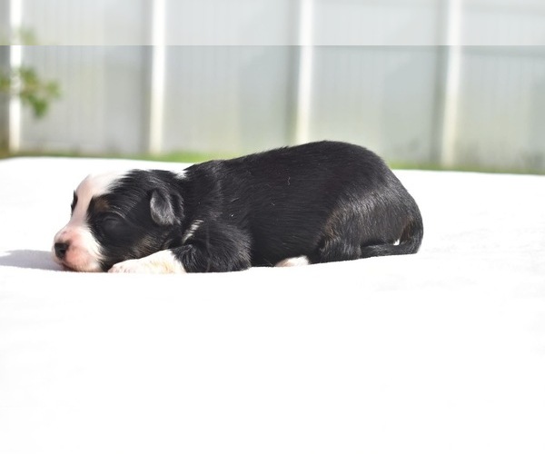 Medium Photo #3 Miniature Australian Shepherd Puppy For Sale in PALM COAST, FL, USA
