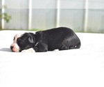 Small #2 Miniature Australian Shepherd