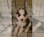 Small Photo #5 Siberian Husky Puppy For Sale in WINTER HAVEN, FL, USA