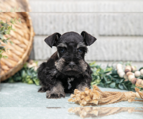 Medium Photo #18 Schnauzer (Miniature) Puppy For Sale in BALTIC, OH, USA