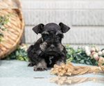 Small Photo #18 Schnauzer (Miniature) Puppy For Sale in BALTIC, OH, USA