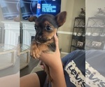 Small #6 Yorkshire Terrier