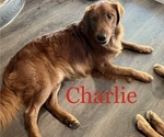 Small Photo #1 Golden Retriever Puppy For Sale in FRESNO, CA, USA