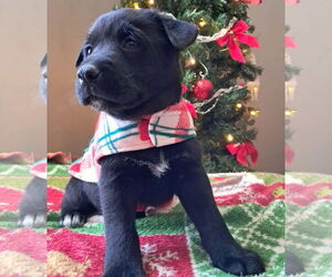 Shepradors Dogs for adoption in Princeton, MN, USA