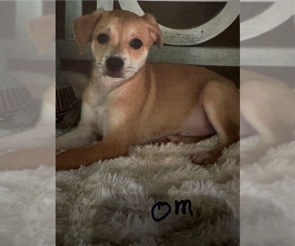 Medium Photo #2 Mutt Puppy For Sale in Oak Bluffs, MA, USA