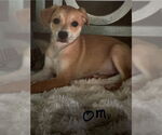 Small #1 Mutt