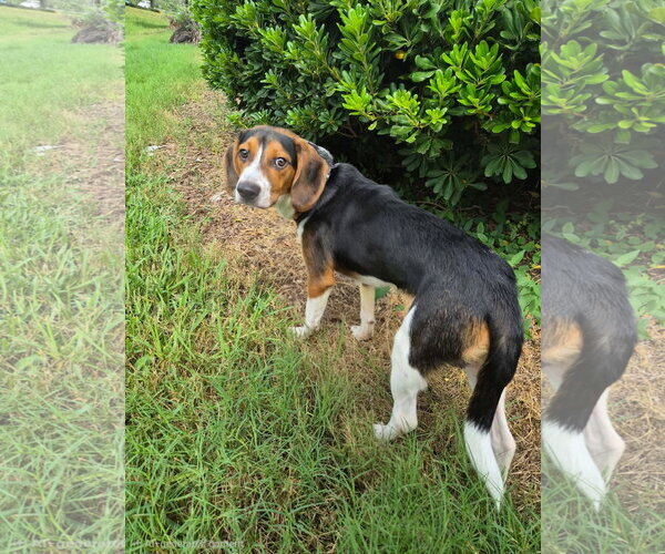 Medium Photo #3 Beagle Puppy For Sale in Tampa, FL, USA