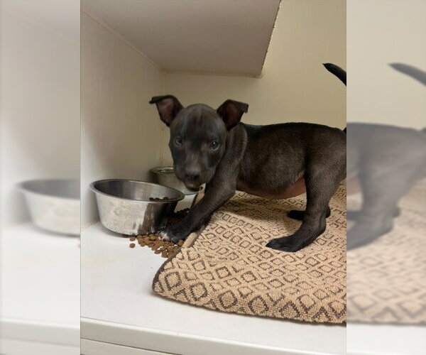 Medium Photo #1 Labrador Retriever-Unknown Mix Puppy For Sale in Texas City, TX, USA