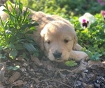 Small Photo #4 Golden Retriever Puppy For Sale in LOVELADY, TX, USA