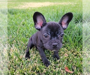 French Bulldog Puppy for sale in SANTA CLARITA, CA, USA
