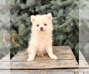 Pomeranian Puppy for sale in MIDDLEBURY, IN, USA