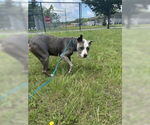 Small #3 American Pit Bull Terrier
