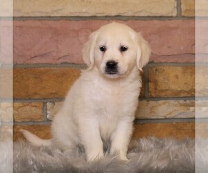 English Cream Golden Retriever Puppy for sale in FREDERICKSBG, OH, USA
