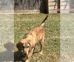 Small #3 Goldendoodle